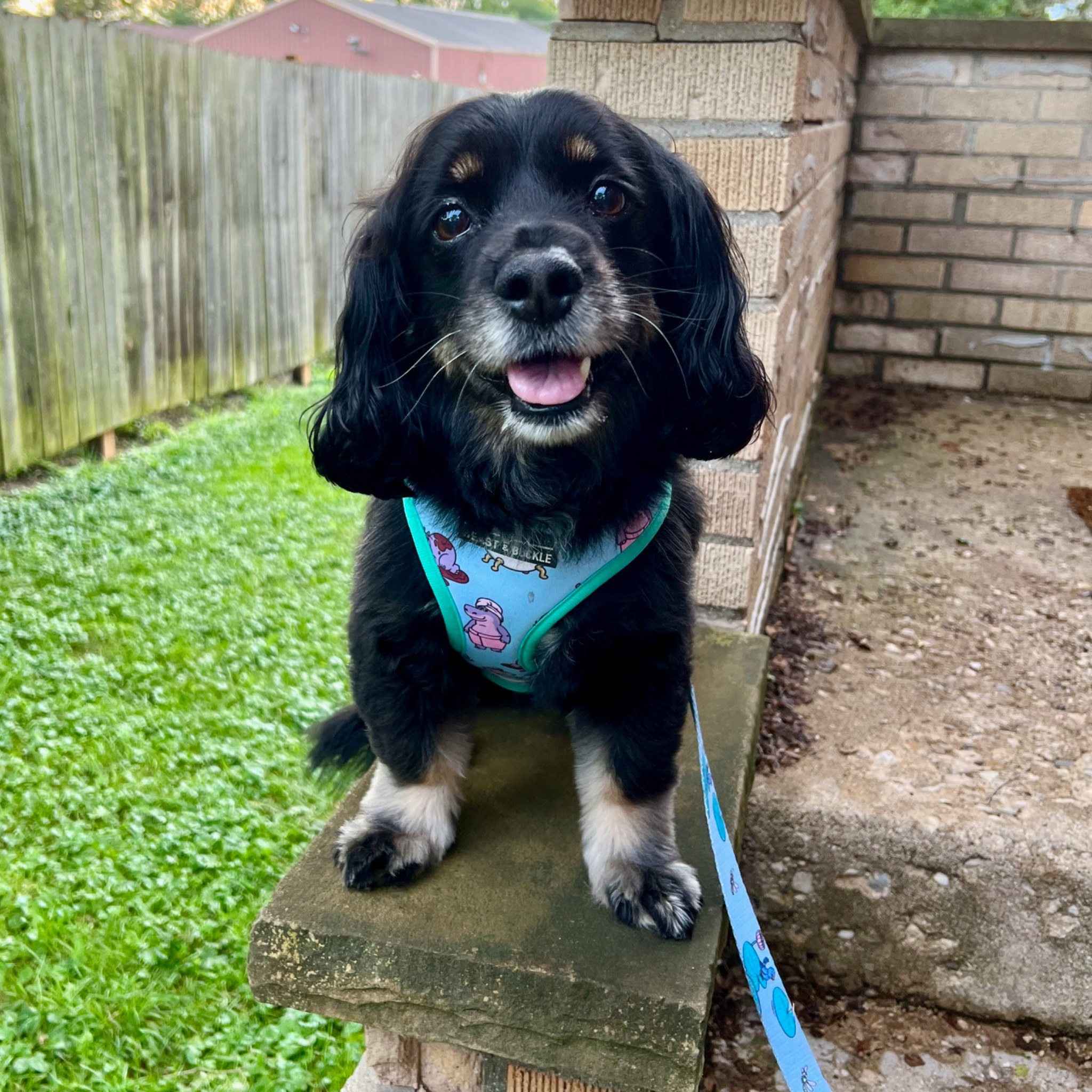 Guster sitting on his favorite perch