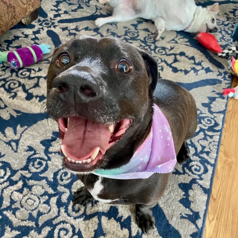 Bino smiling in a purple bandana